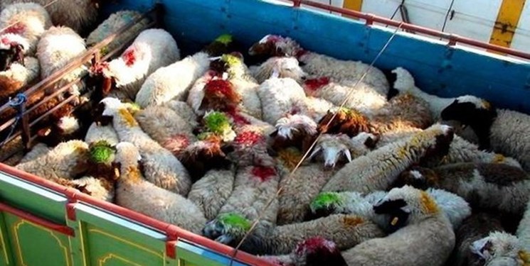 کشف 200 راس احشام مولد قاچاق در سلطانیه