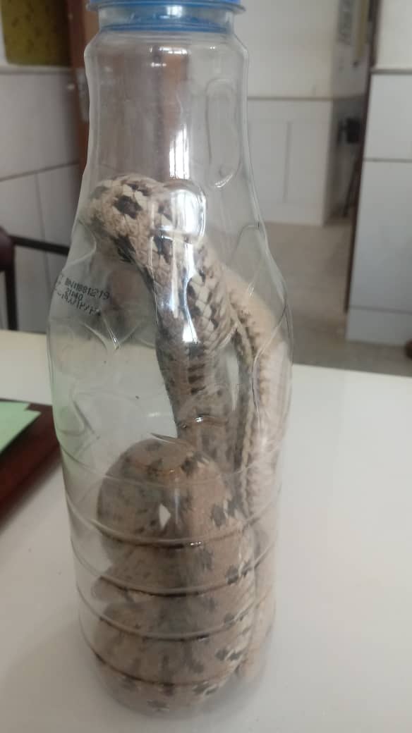 زنده‌گیری مار در واحد مسکونی شهر بهمن