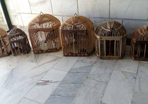 شکارچیان کبک در مریوان دستگیر شدند