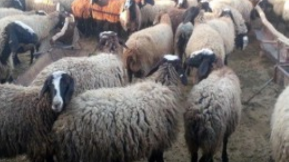 ۲۰۰ راس گوسفند برای نیازمندان کرمانشاهی در عید فطر ذبح می شود
