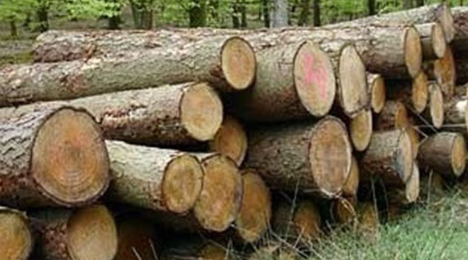 دستگیری عاملان قطع غیر مجاز درختان در تالاب قره قشلاق بناب