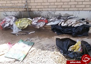 دستگیری ۳ صیاد متخلف در بیجار