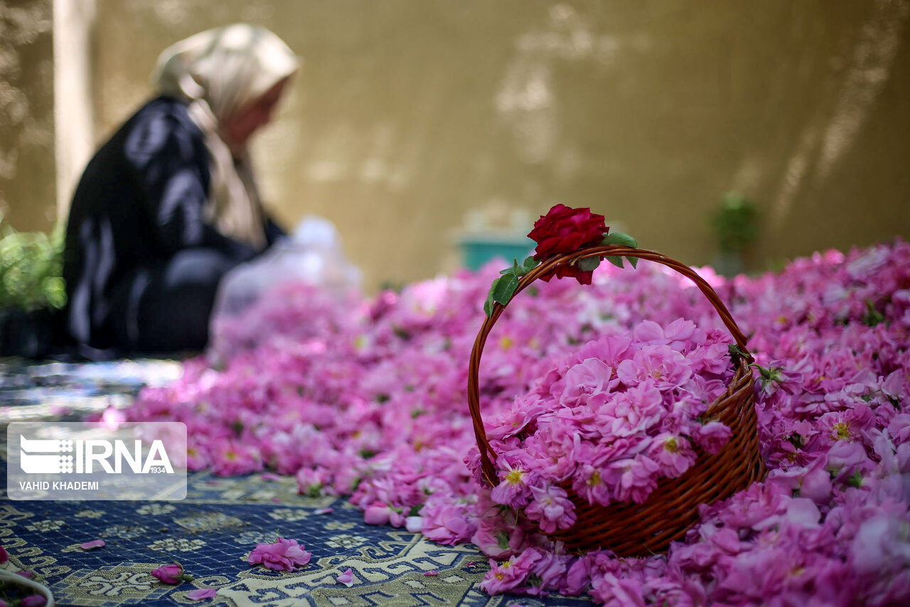 برداشت گل محمدی از «دهکده گل» بجنورد