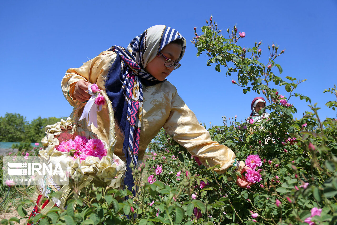 برداشت گل محمدی از «دهکده گل» بجنورد