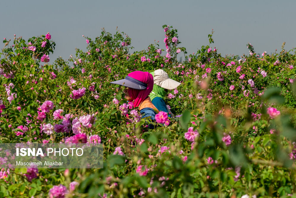 عکس/ آغاز برداشت گل محمدی از گلستان‌های البرز