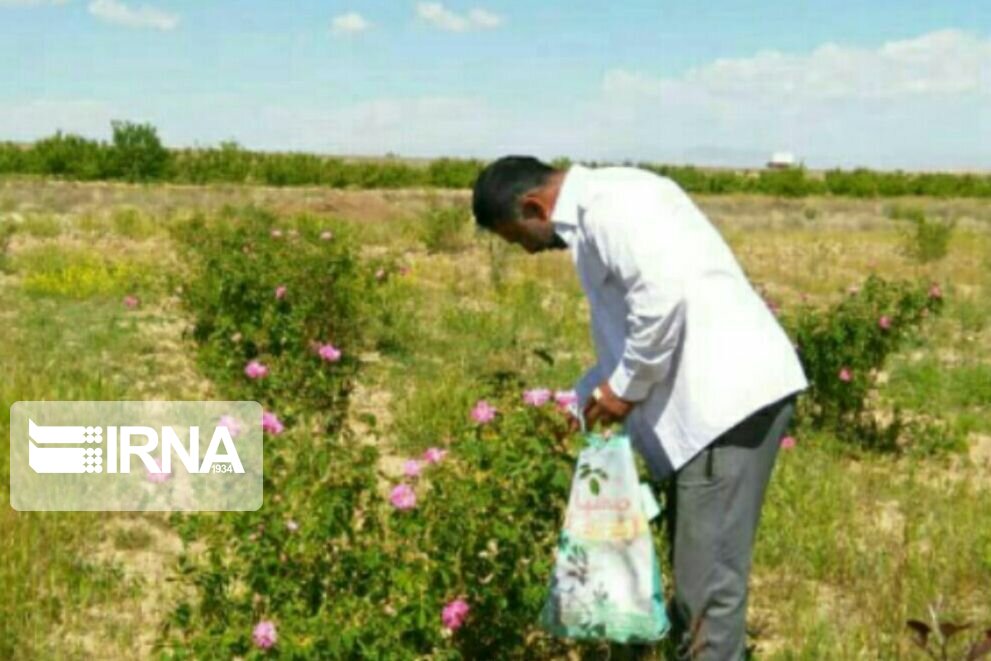 برداشت گل محمدی در میامی