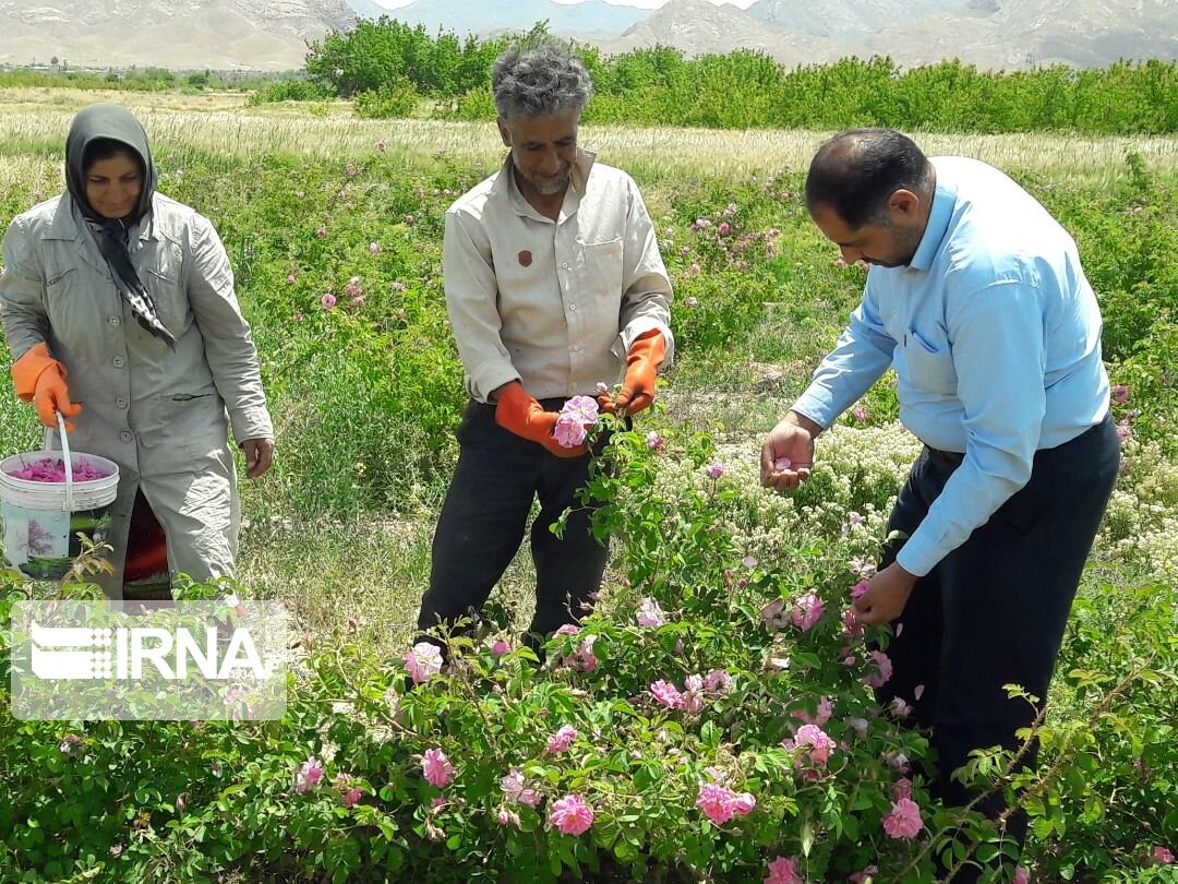 برداشت گل محمدی در میامی