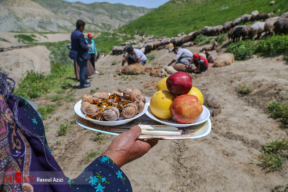 عکس/ پشم چینی گوسفندان در کلات