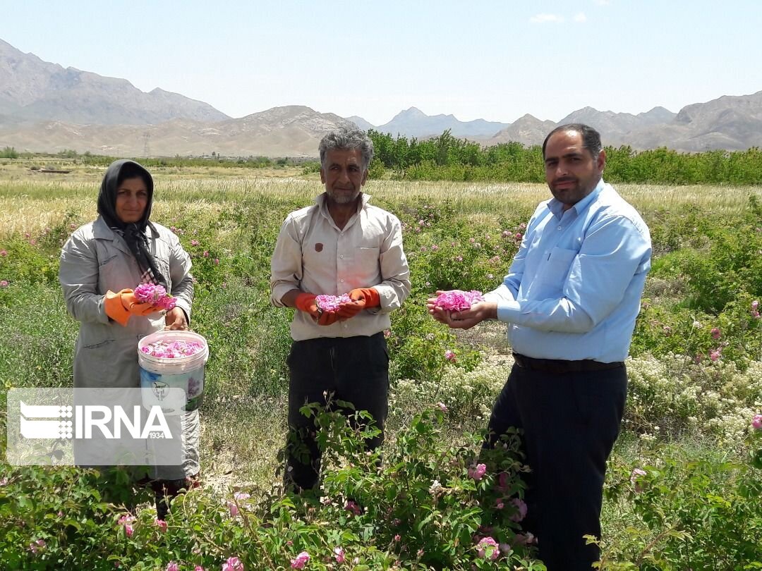 برداشت گل محمدی در میامی