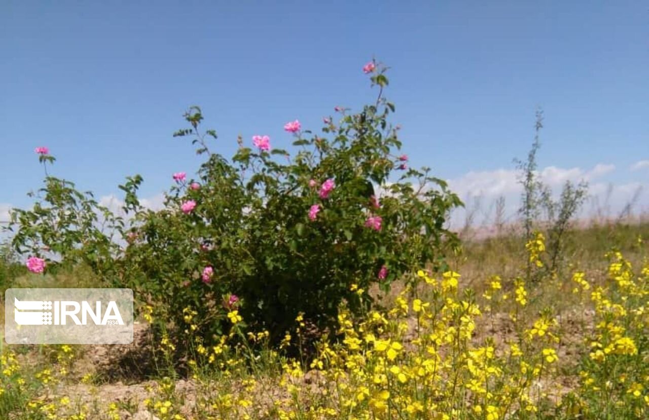 برداشت گل محمدی در میامی