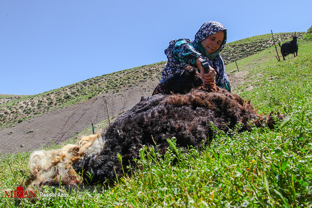 عکس/ پشم چینی گوسفندان در کلات