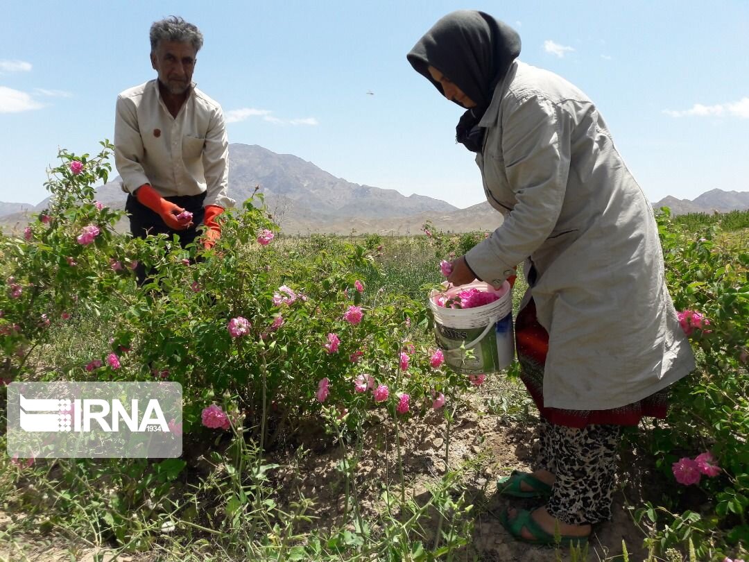 برداشت گل محمدی در میامی