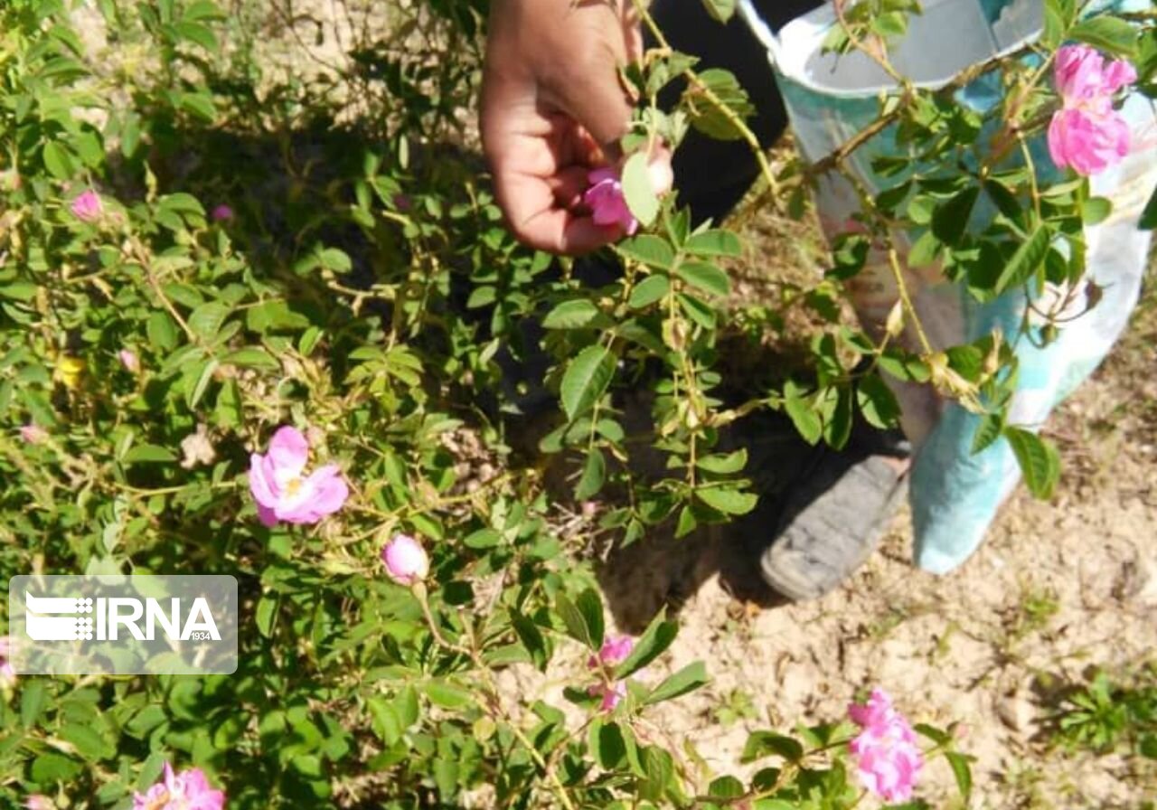 برداشت گل محمدی در میامی