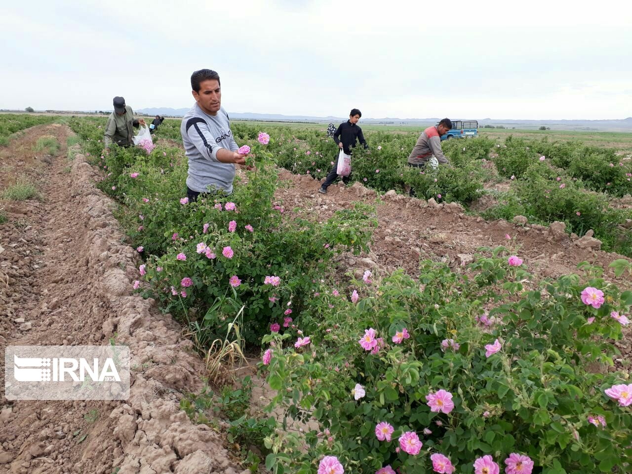 برداشت گل محمدی در میامی