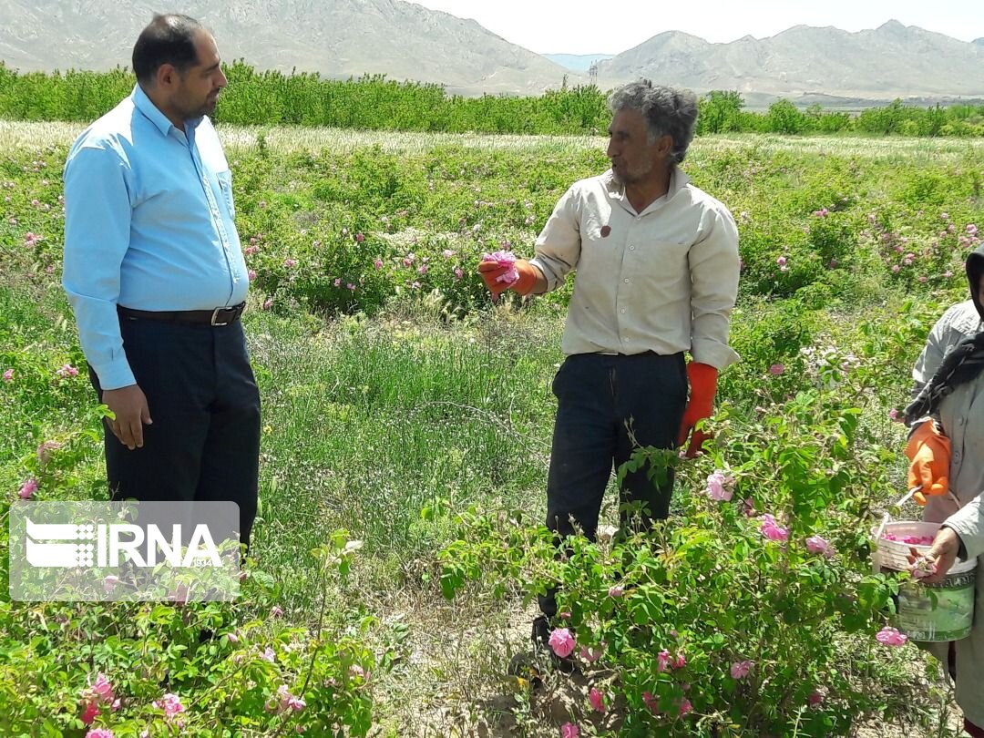 برداشت گل محمدی در میامی