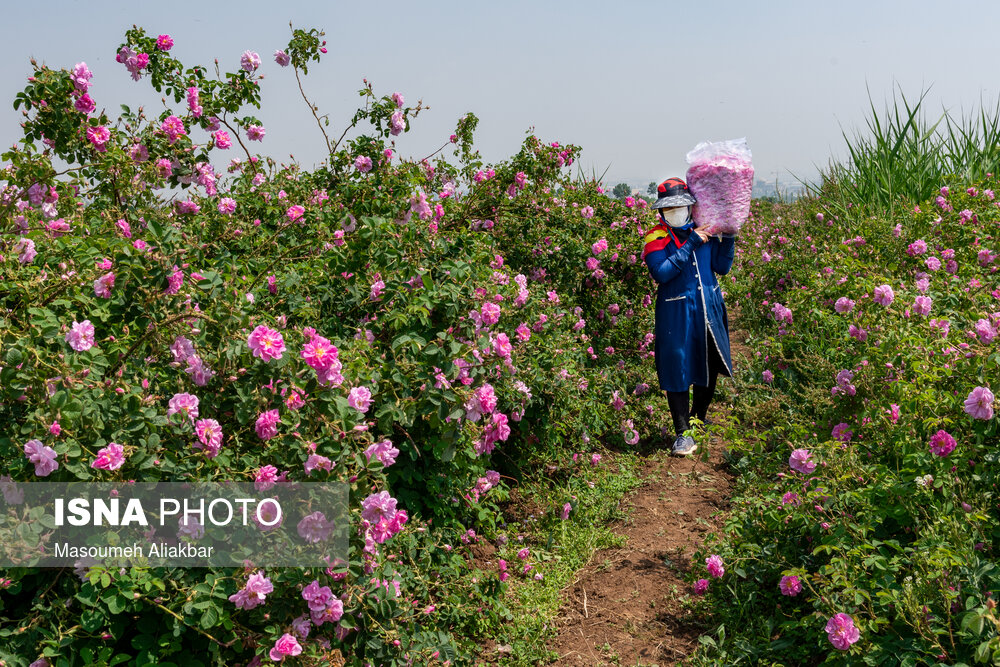 عکس/ آغاز برداشت گل محمدی از گلستان‌های البرز