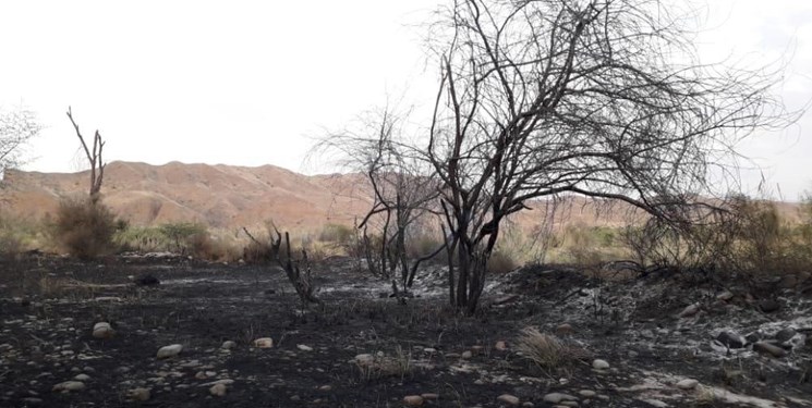 جنگل‌های روستای «مازغ کوریان» سندرک در آتش سوخت