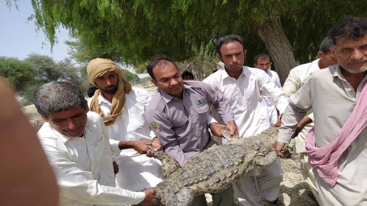 زنده گیری یک سر تمساح سرگردان در دشتیاری 