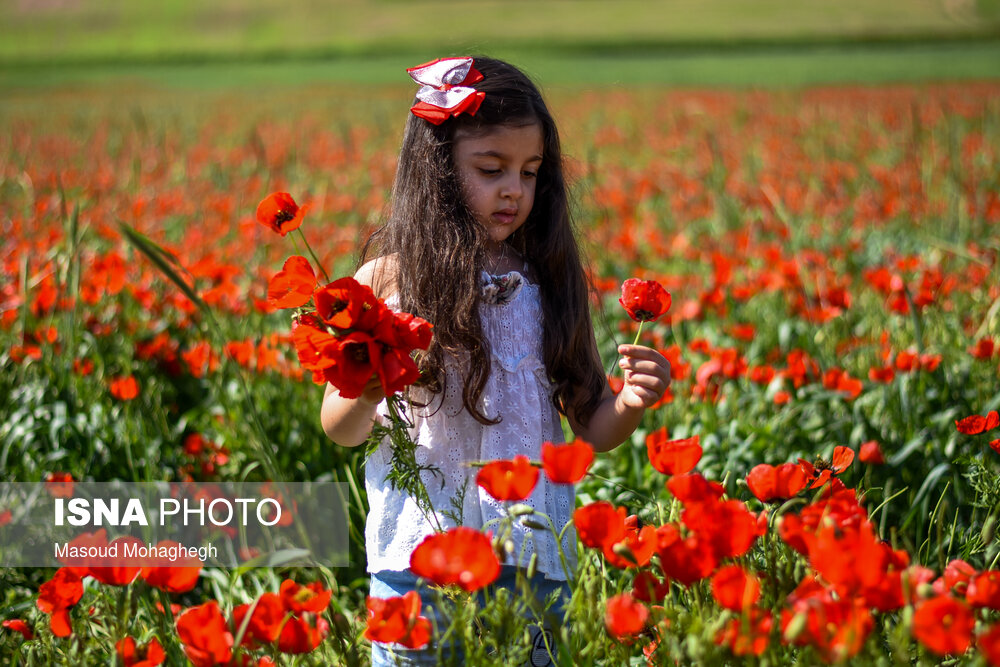 عکس/ دشت شقایق های کالپوش میامی سمنان
