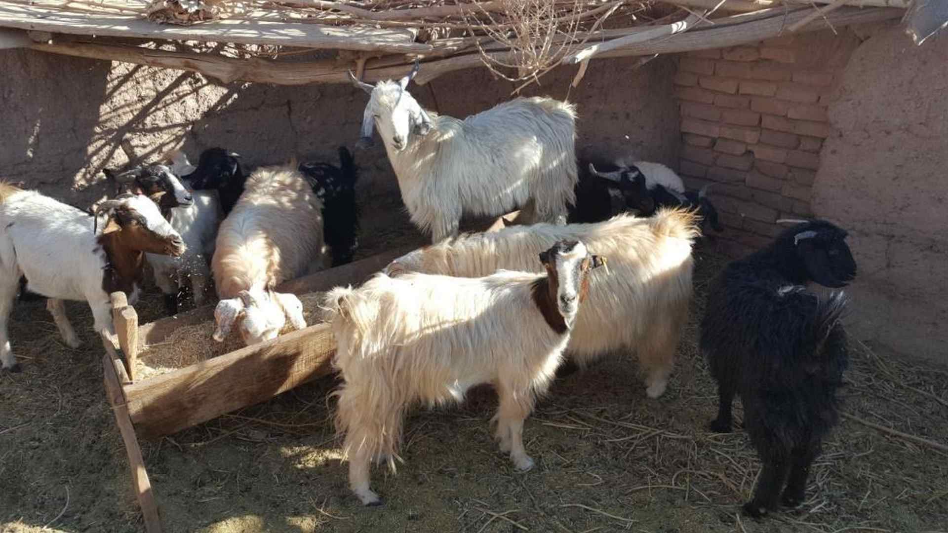  کشف بیش از 2 هزار احشام و طیور غیر مجاز در قاین