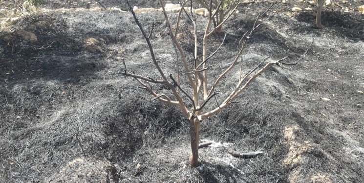 ۶ هکتار از زمین های کشاورزی و باغات جاورده چاروسا آتش گرفت