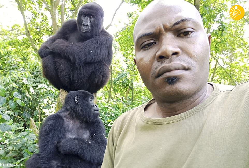  مردی که عاشق سلفی گرفتن با گوریل‌هاست!