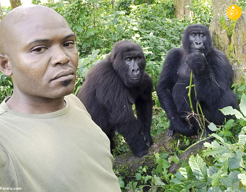  مردی که عاشق سلفی گرفتن با گوریل‌هاست!