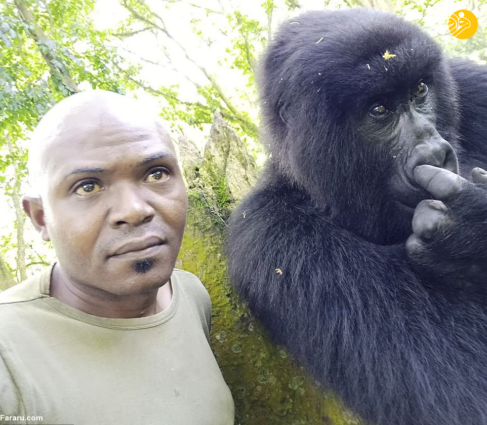  مردی که عاشق سلفی گرفتن با گوریل‌هاست!