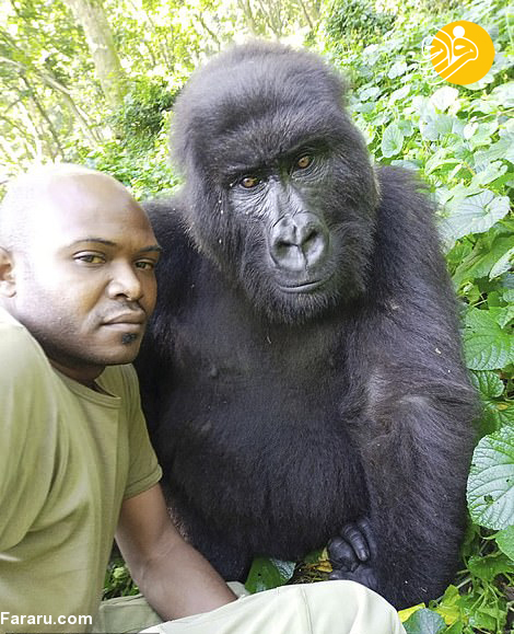  مردی که عاشق سلفی گرفتن با گوریل‌هاست!