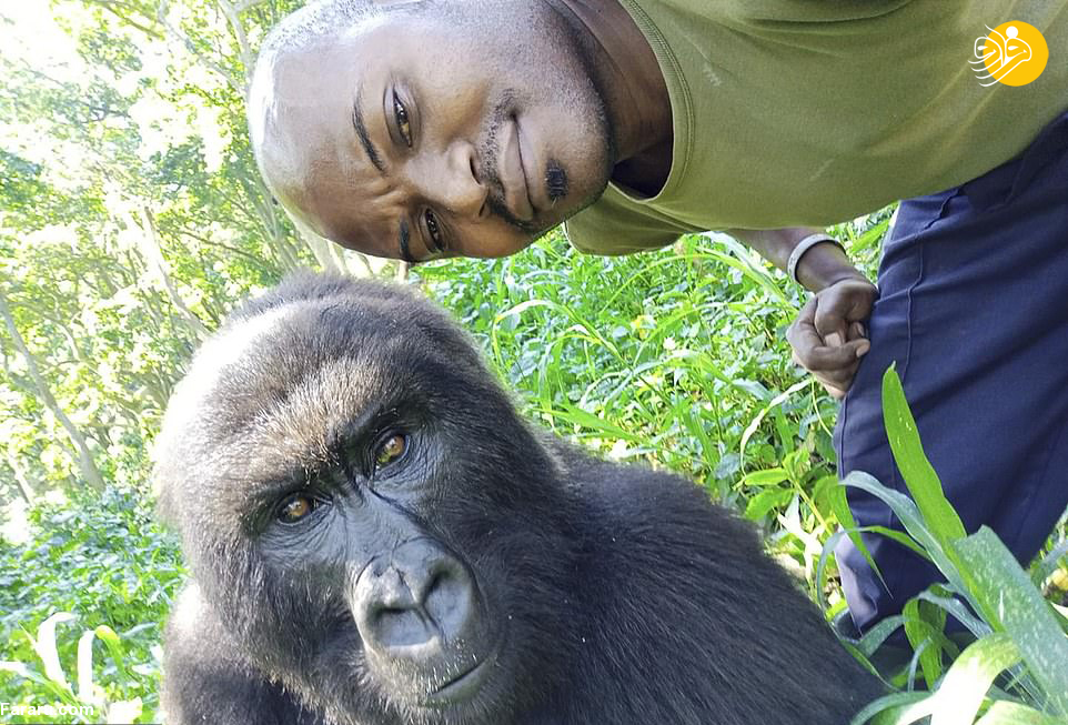  مردی که عاشق سلفی گرفتن با گوریل‌هاست!