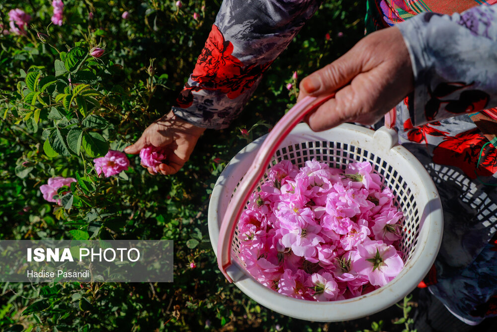 برداشت گل محمدی در وامنان