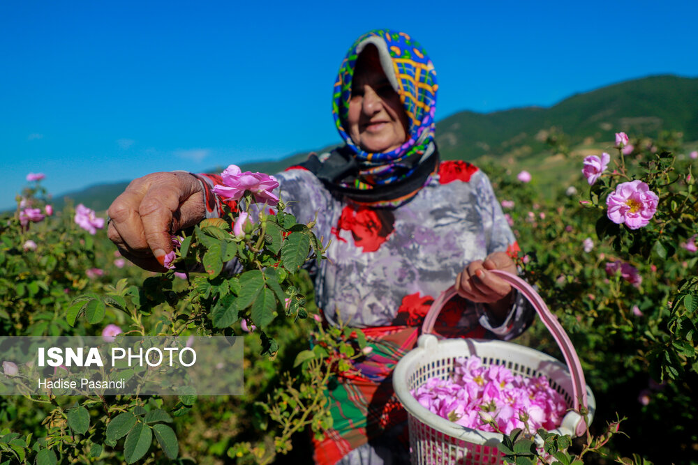 برداشت گل محمدی در وامنان