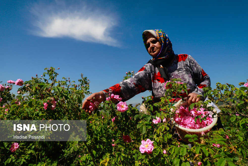 برداشت گل محمدی در وامنان