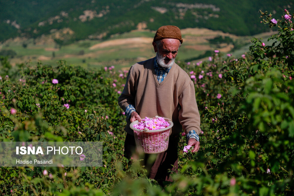 برداشت گل محمدی در وامنان