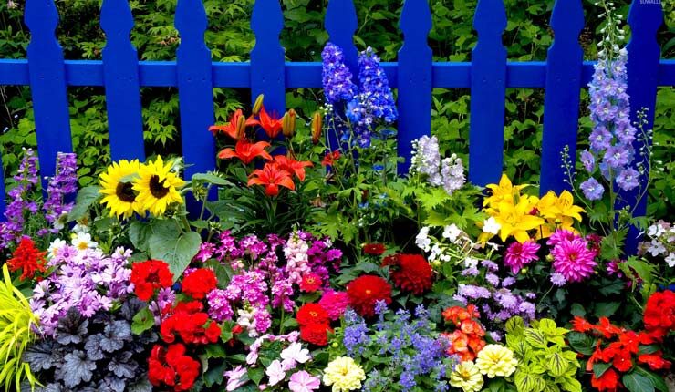 ۴۶ گل باغچه‌ای زیبا و رنگارنگ برای فصل تابستان
