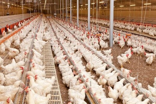 افزایش 40 درصدی تولید مرغ و تخم مرغ