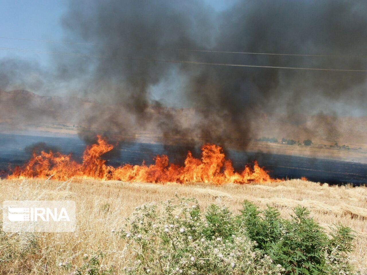 هشدار جهاد کشاورزی خراسان شمالی نسبت به آتش‌سوزی در گندمزارها