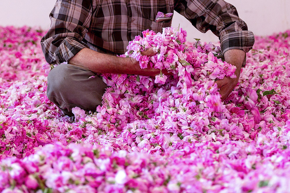 برداشت گل محمدی از گلستان ها