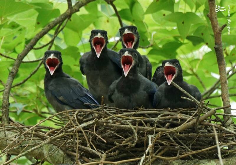 گروه سرود پرندگان