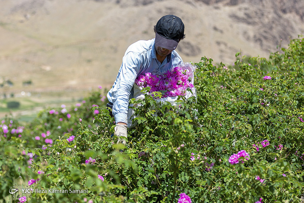 برداشت گل محمدی از گلستان ها