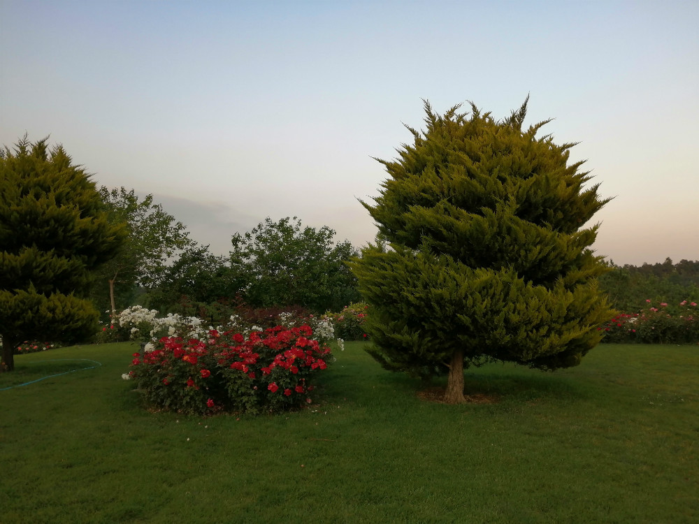 نگاه نزدیک به آنر 20 لایت