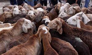 کشف 77 رأس گوسفند قاچاق در چرداول