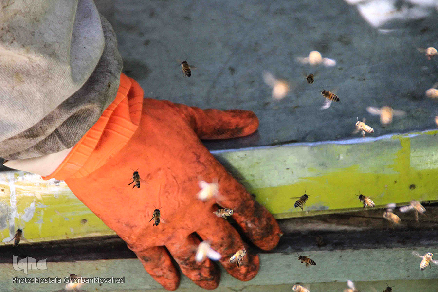 تولید عسل در منطقه ارسباران