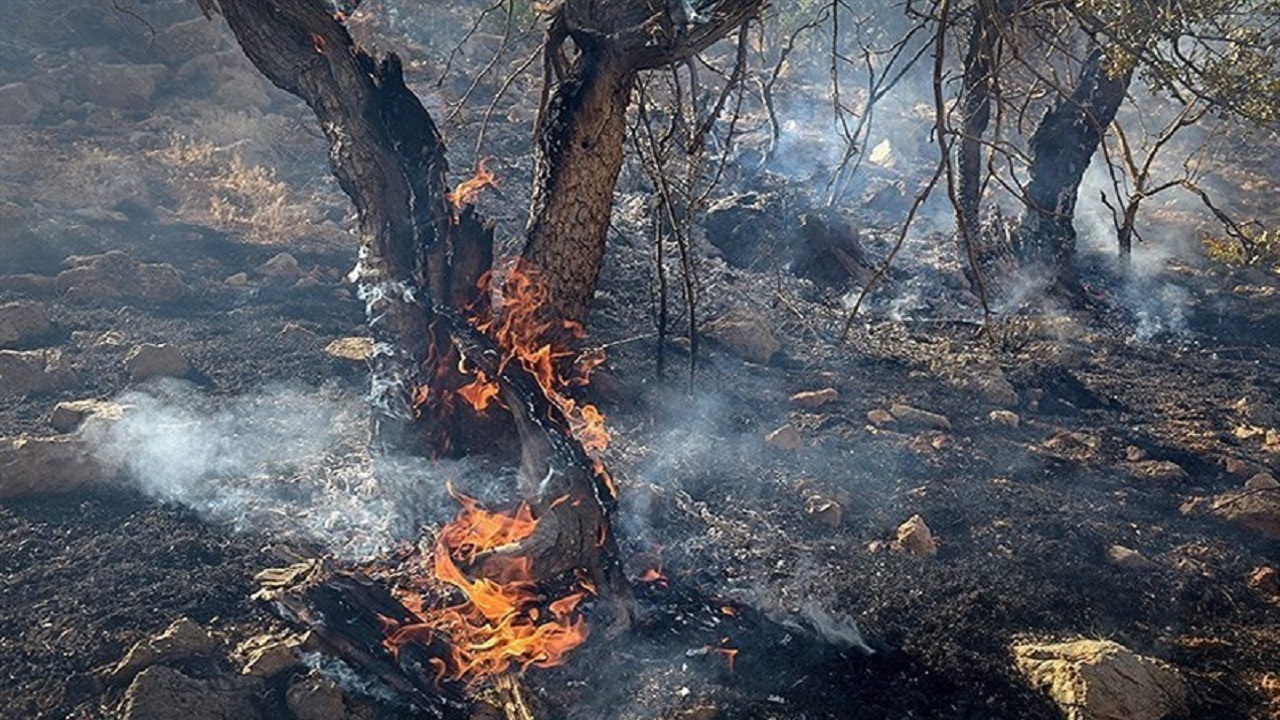 وقوع آتش سوزی در اراضی جنگلی طزره دامغان