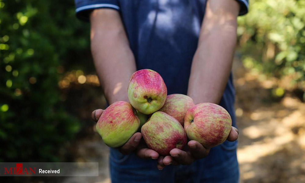 برداشت سیب در غزه