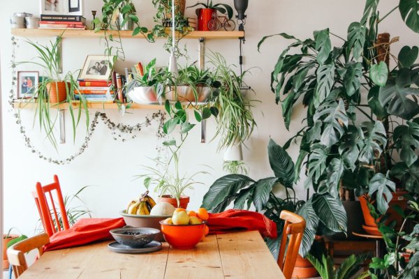 آسان ترین گیاهان آپارتمانی