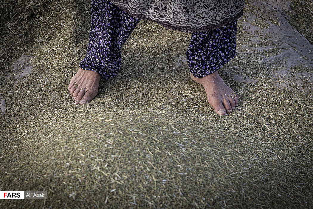 برداشت زیره در سرخه