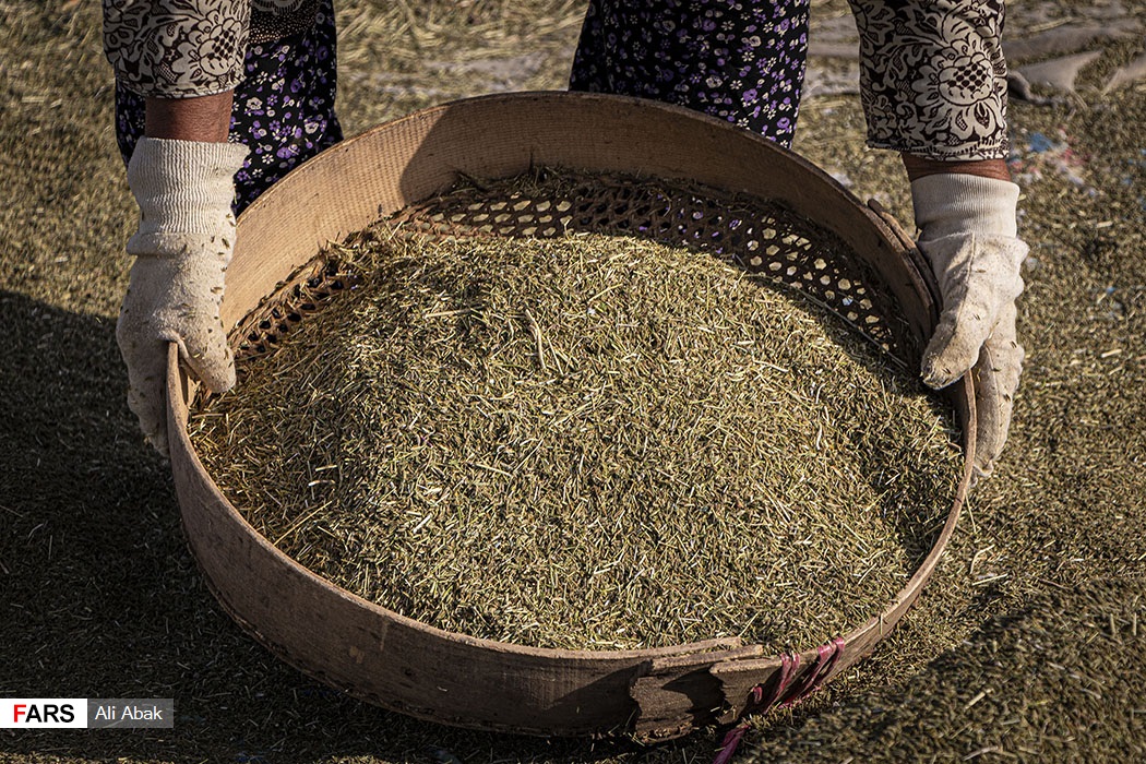 برداشت زیره در سرخه