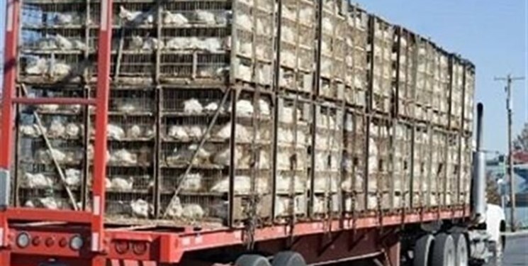 قاچاق، عامل کمبود مرغ در بازار ایلام