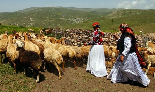 شناسایی بیش از ۲۶۰ نفر بی‌سواد در مناطق عشایری خراسان شمالی